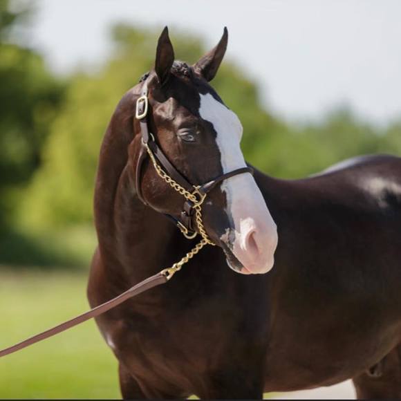 maisystar